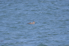 Stercorarius chilensis