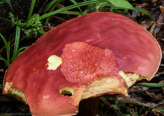 Lanmaoa