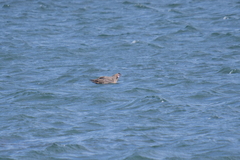 Stercorarius chilensis