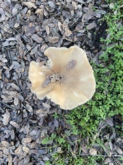 Clitocybe brunneocephala