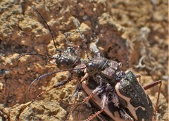 Neocicindela