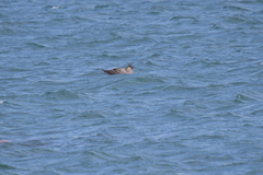 Stercorarius chilensis