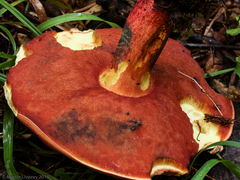 Lanmaoa