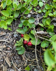 Gaultheria humifusa