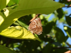 Arhopala centaurus
