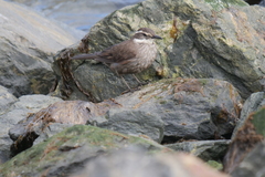 Cinclodes patagonicus