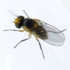 Liriomyza brassicae