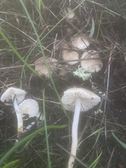 Marasmius albogriseus