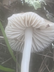 Marasmius albogriseus