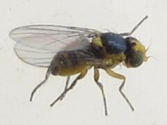 Liriomyza brassicae