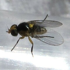 Liriomyza brassicae