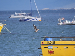 Stercorarius chilensis