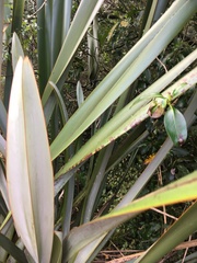Phormium tenax