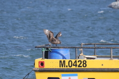 Stercorarius chilensis