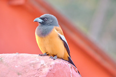 Dendrocitta vagabunda