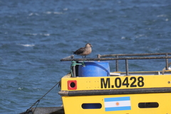 Stercorarius chilensis