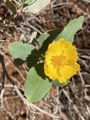 Dendromecon harfordii