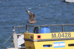 Stercorarius chilensis