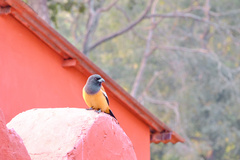 Dendrocitta vagabunda