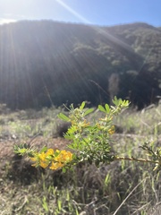 Acmispon dendroideus