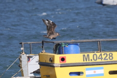 Stercorarius chilensis