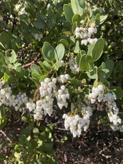 Arctostaphylos insularis
