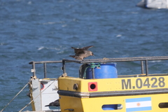 Stercorarius chilensis