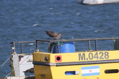 Stercorarius chilensis