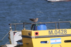 Stercorarius chilensis