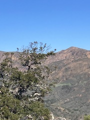 Aphelocoma insularis