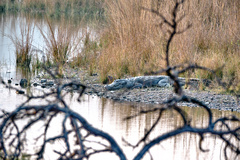 Crocodylus palustris