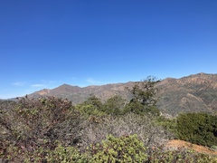 Aphelocoma insularis