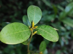 Litsea rotundifolia
