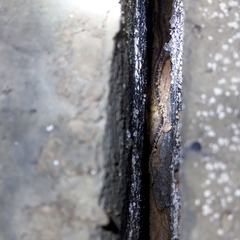 Eurycea guttolineata