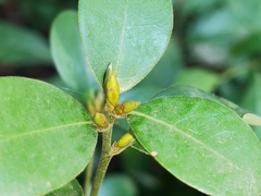 Litsea rotundifolia