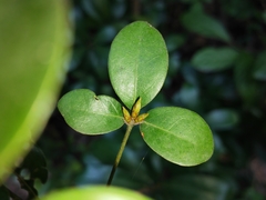 Litsea rotundifolia