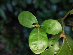 Litsea rotundifolia
