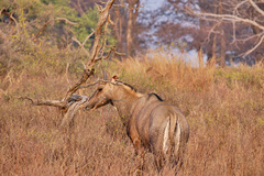 Boselaphus tragocamelus
