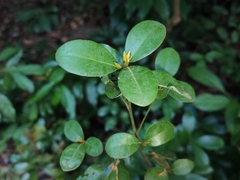 Litsea rotundifolia