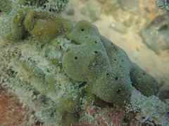 Chondrilla nucula