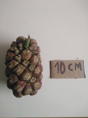 Montrichardia arborescens