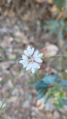 Xanthosia