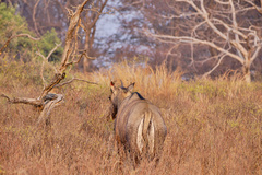 Boselaphus tragocamelus