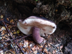 Tylopilus formosus