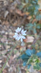 Xanthosia