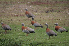 Chloephaga poliocephala