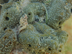 Chondrilla nucula