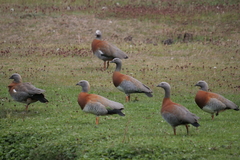 Chloephaga poliocephala