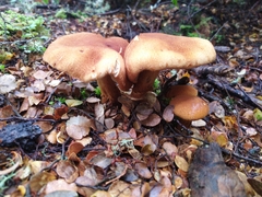 Cortinarius castoreus