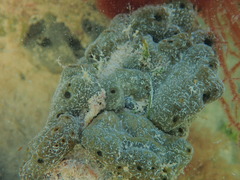 Chondrilla nucula